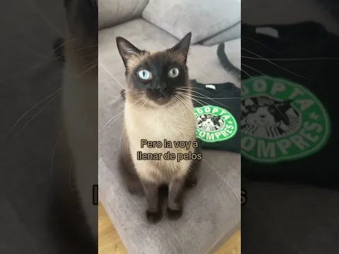 Lección 01/? Álekai y Jaspe #gatos