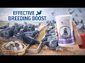 The Complete Reproduction Support Racing Pigeons Need NEW Breeding Booster - Cest Pharma