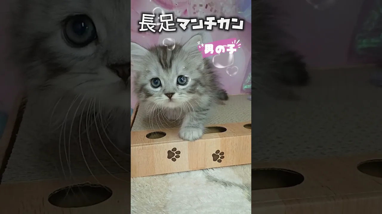 動画