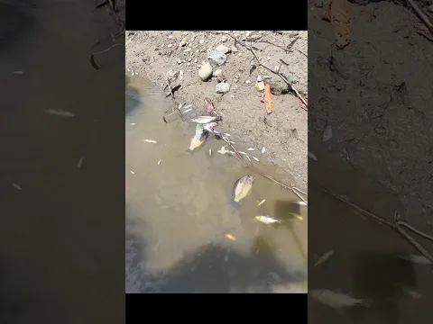 Saking banyaknya ikan jadi dipilih aja #KOOKIKO