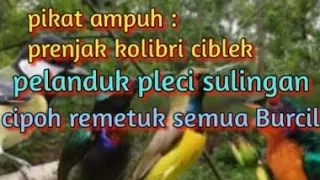 Download Suara pikat burung kecil : prenjak,ciblek,kolibri pelanduk,cipoh,sirtu,pleci,sulingan,remetuk dsb. MP3