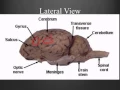 Sheep Brain Dissection Guide