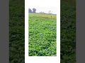 Download Lagu https://vt.tiktok.com/ZSktgRBpn/