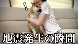 【突然】地震の揺れに慌ててパニックになる飼い主と遊んでると勘違いする柴犬こまちゃん。