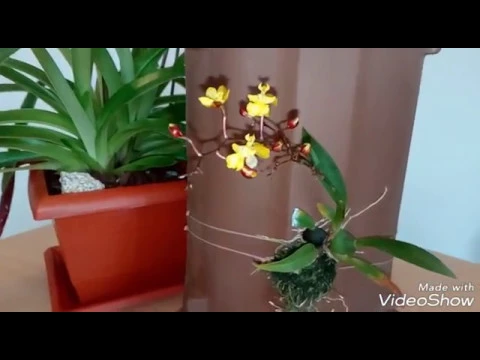 CUIDADOS DE LAS ORQUÍDEAS EN INVIERNO