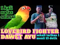 Download Lagu Lovebird fighter dawet ayu durasi real 1 menit 15 detik di atas gantangan