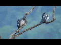 Download Lagu Black baza pair