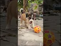 Download Lagu cute puppy playing video #puppy #cute #pets #funny #dog #animals #shorts