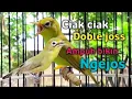 Download Lagu CIAK CIAK DOBLE JOSS KECIAL KUNING GACOR | AMPUH BIKIN KECIAL CEPAT NGEJOS