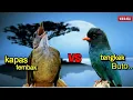 Download Lagu KAPAS TEMBAK VS TENGKEK BUTO || suara kasar istimewa ||  ampuh buat memaster murai batu  cucak ijo