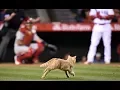 MLB Animal Interference