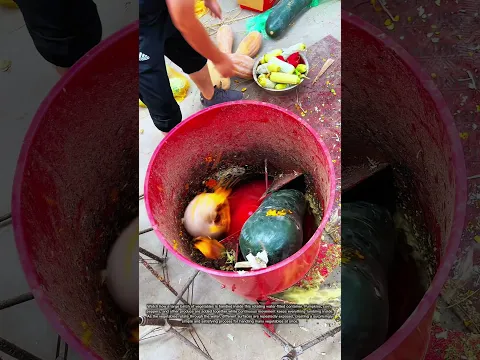 طريقة مذهلة لمعالجة كميات كبيرة من الخضروات داخل آلة ضخمة 🌽🎃