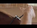 Professionals Choice Lunging Buddy