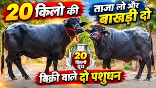 सस्ते भाव में 20 किलो की ताजा लो और बाखड़ी दो || Murrah Buffalo For Sale || Vicky Rathi (9053140129)