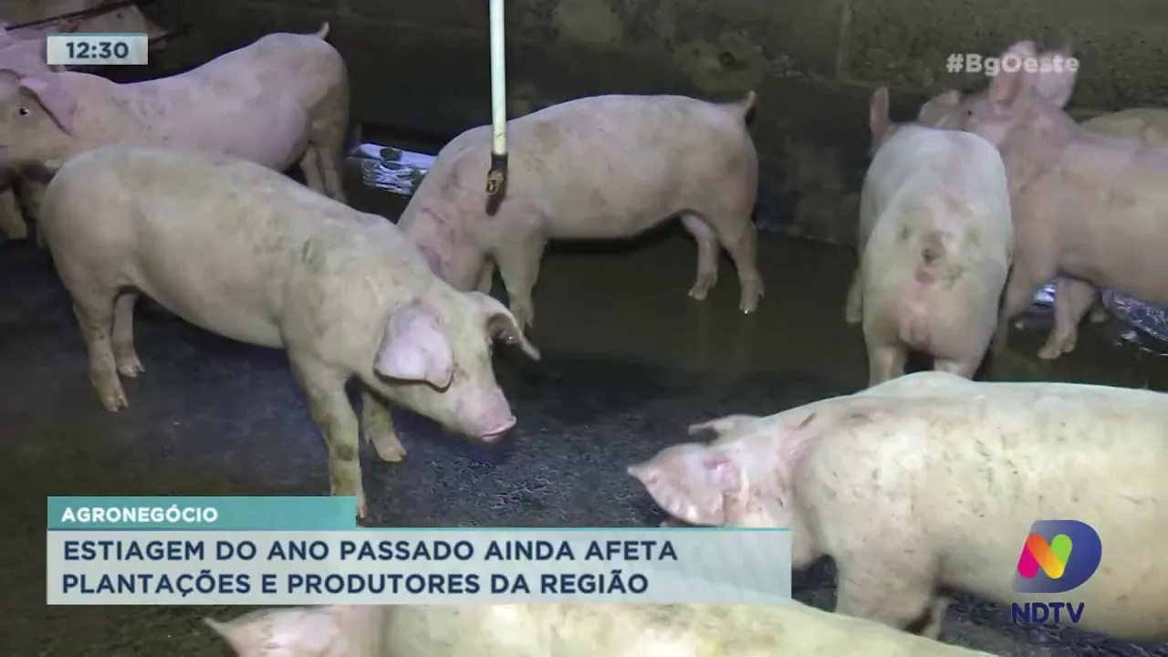 Agronegócio: Estiagem de 2020 ainda afeta plantações e produtores do Oeste de SC