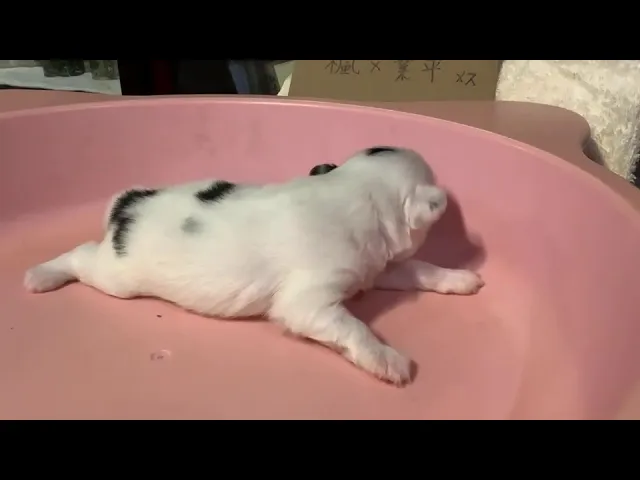 動画
