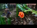 Download Lagu MENCARI CENDAWAN DI TANAH KAKAK KANDUNG // NGIGA KULAT BUAH //