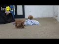 Lively Cavapoo Puppies