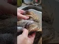 My first attempt at tanning coyote tail