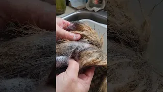 My first attempt at tanning coyote tail