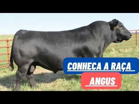 Download MP3 Conheça a Raça Boi Angus! Suas vantagens e desvantagens! Gado de corte