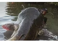 Incredible Huge Catfish 8 5 foot - 230 LBS