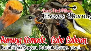 suara pikat burung kemade cabe cabean sogon pelatuk beras pleci kombinasi pilihan 