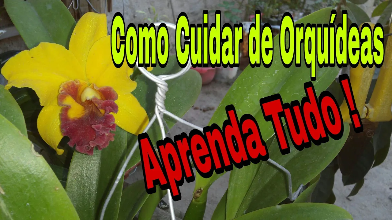 COMO CUIDAR DE ORQUÍDEAS APRENDA TUDO