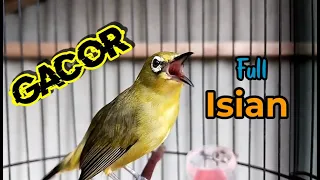 gacor pleci full stuffing suitable for masters