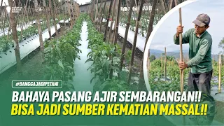 TUTORIAL CARA PASANG AJIR/LANJARAN!! PERLAKUAN SETELAH PASANG AJIR!!