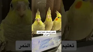 تعليم الكروانات الصغار نغمة النمر الوردي 