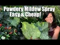 Easy Inexpensive Powdery Mildew Spray for Squash Cucumbers Prune Leaves to Keep Production Going