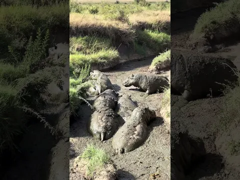 Hippos in a very muddy pool