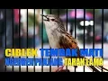 Download Lagu Ciblek Tembak Mati Ngebren Panjang Tahan Lama