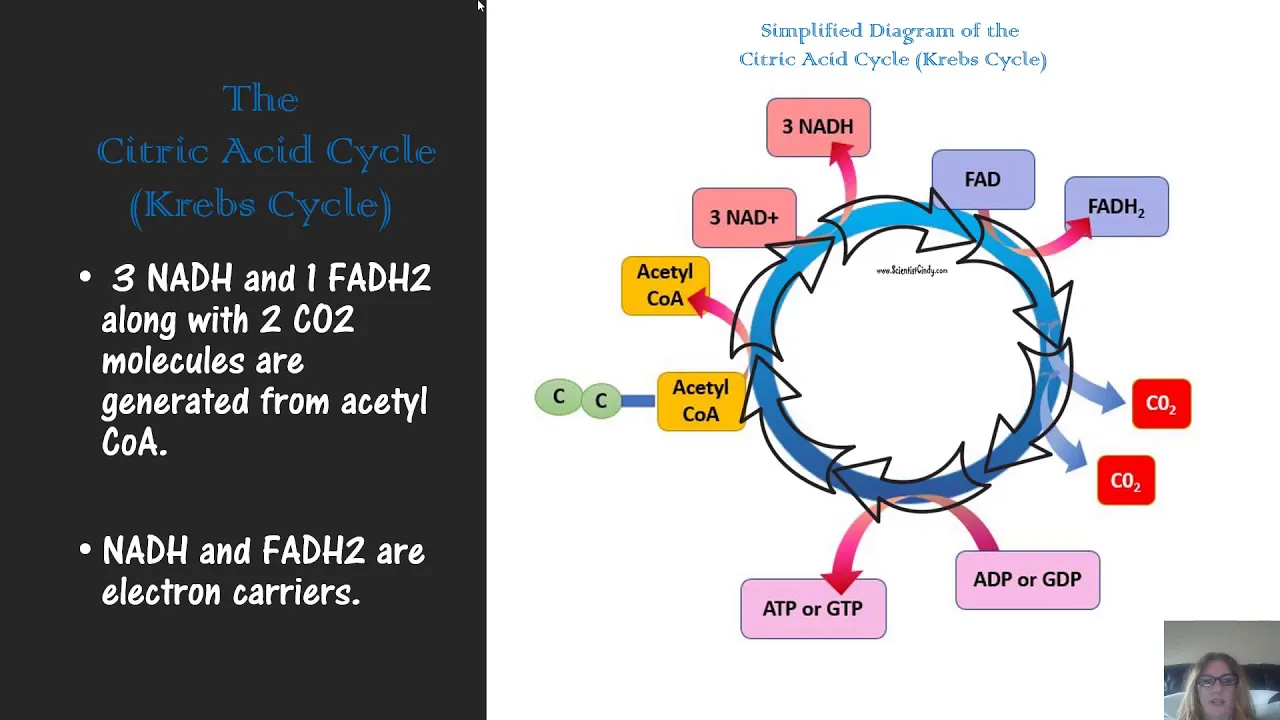 microbial metabolism for microbiology