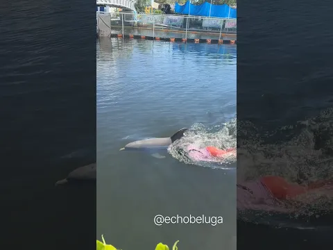 Sharing a swim with Aries is the best way to live the Dolphin Life 🐬♈️
