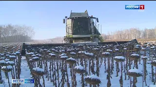 Омские аграрии с большим опозданием вышли на уборку подсолнечника