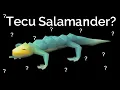 The New Tecu Salamander Review - We can melee Armadyl now OSRS