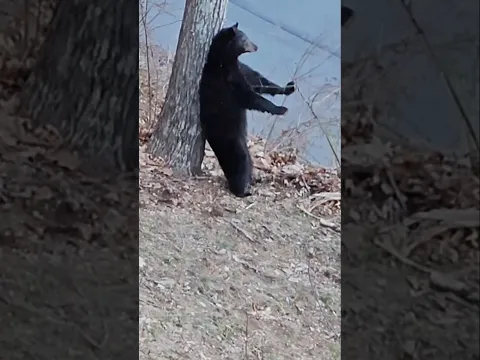 Why Do Bears Rub Their Back on Trees? 😳 By Wild Adventures