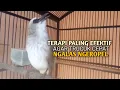 Download Lagu Trucuk BETINA memanggil Jantan Suara Birahi Ngecuplik 100% pancingan trucukan gacor agar BUNYI EMOSI