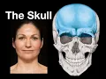 Skull bones sutures and landmarks