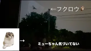 飛んできたフクロウを見る猫たち