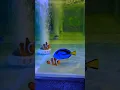 Download Lagu When Nemo Meets #findingnemo #findingdory  #animallover