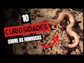 Download Lagu 10 CURIOSIDADES SOBRE AS MINHOCAS