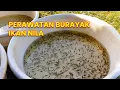 Download Lagu CARA MERAWAT ANAK IKAN NILA YANG BARU MENETAS