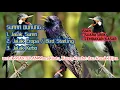 Lagu MASTERAN MURAI BATU 🔴 JALAK EROPA, JALAK SUREN DAN JALAK KEBO ISIAN UNIK TEMBAKAN PANJANG