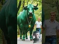 Vishal bolo guru guru guru guru guru#viralvideo #cow #bullfarm #animals #bullsemen #brahmancattle