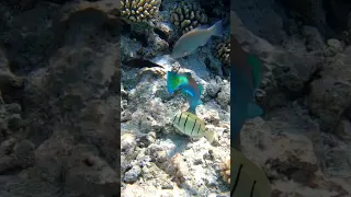 Listen to this Pacific Bullethead Parrotfish CHOMP away! 🪸🐠 #snorkeling #parrotfish #freediving