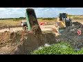 Download Lagu Amazing, Working Shantui Bulldozer Pushing Soil Filling a big lake with 25T Trucks