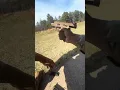 Army M17 Qualification 2026 how to shoot